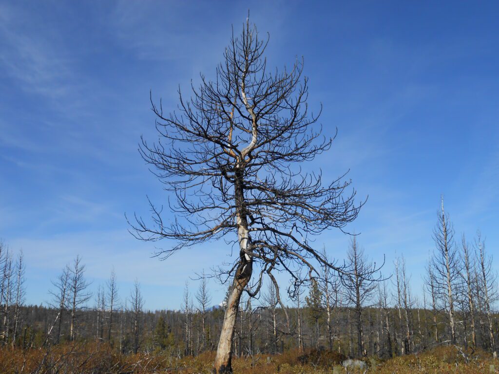 dead tree symbolizes death, ego death