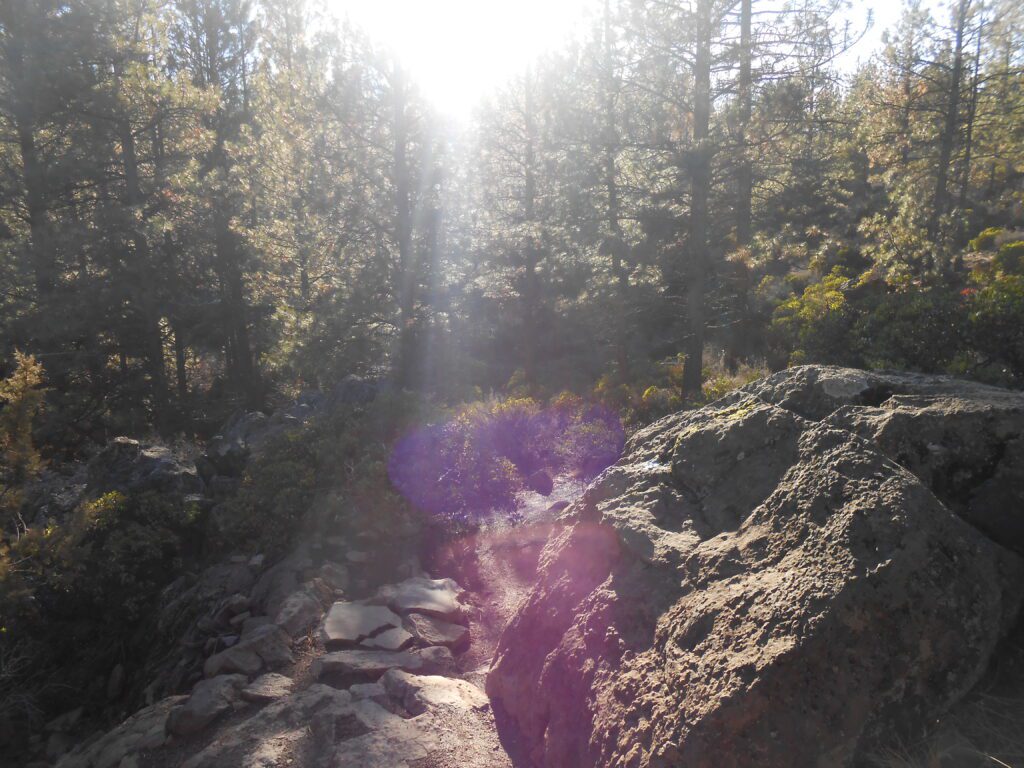 hiking, sunlight, foliage,