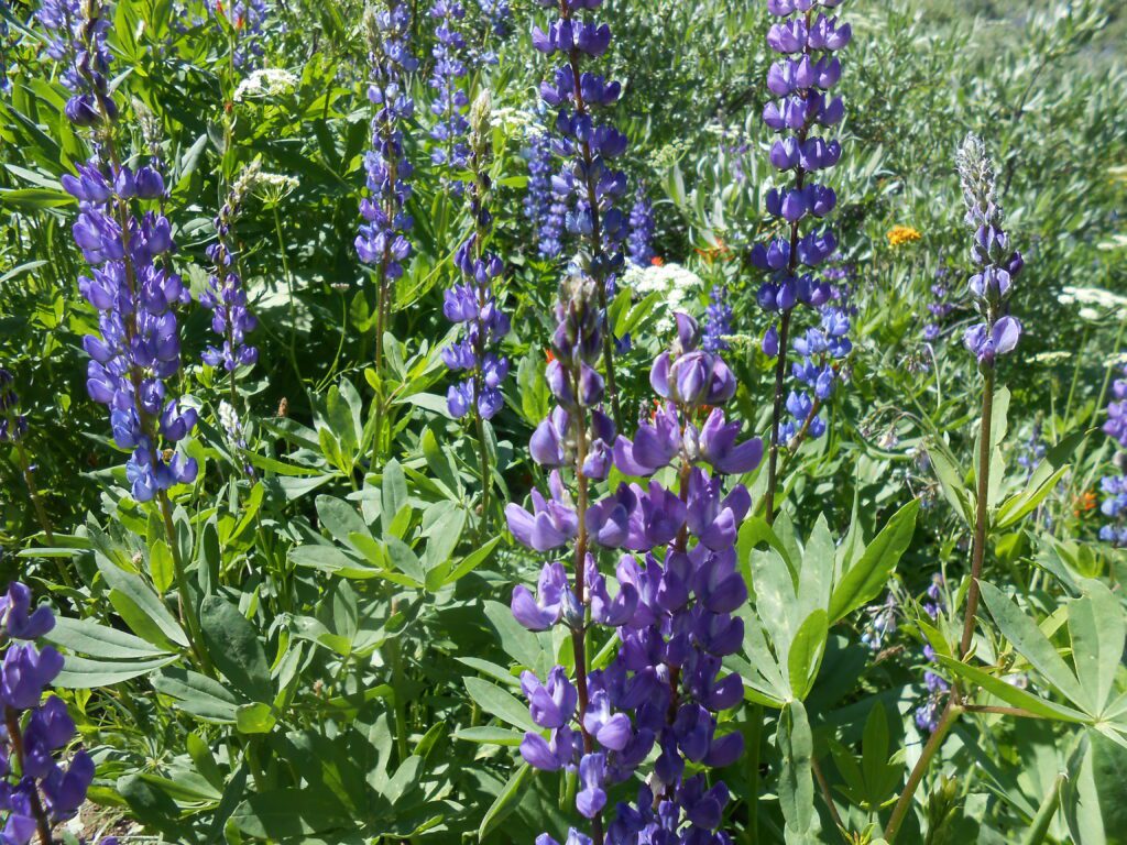 blooming flowers, purple flowers