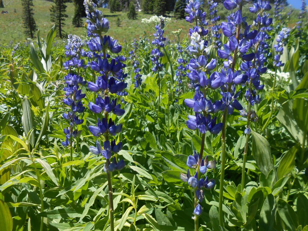 lupine, spiritual breakthrough,