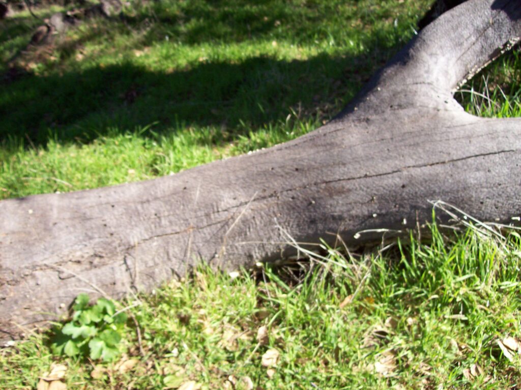 log, grass